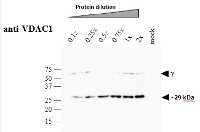 VDAC1-5 | Voltage-dependent anion-selective channel protein 1-5 in the group Antibodies Plant/Algal / Mitochondria | Respiration at Agrisera AB (Antibodies for research) (AS07 212)